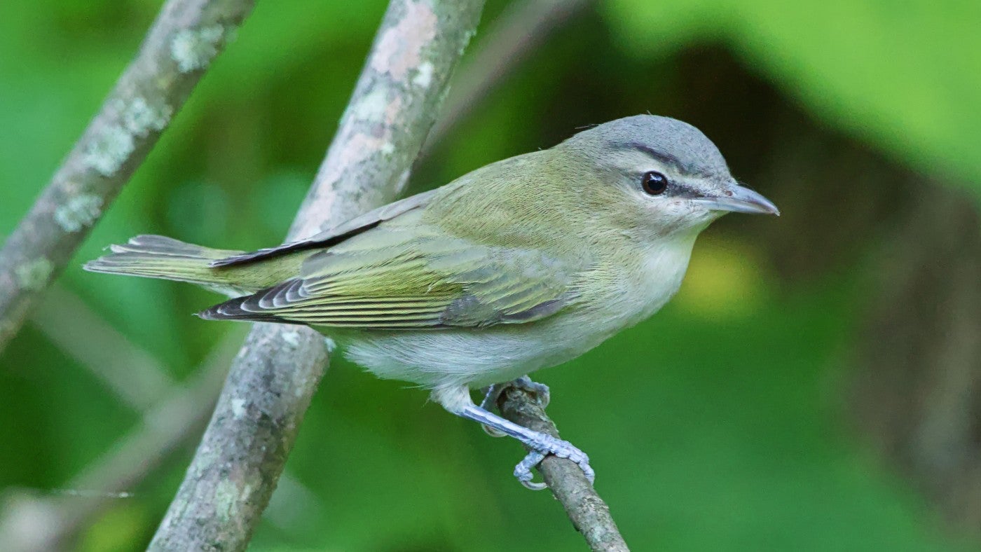 a Red-eyed Vireo perches on a branch
