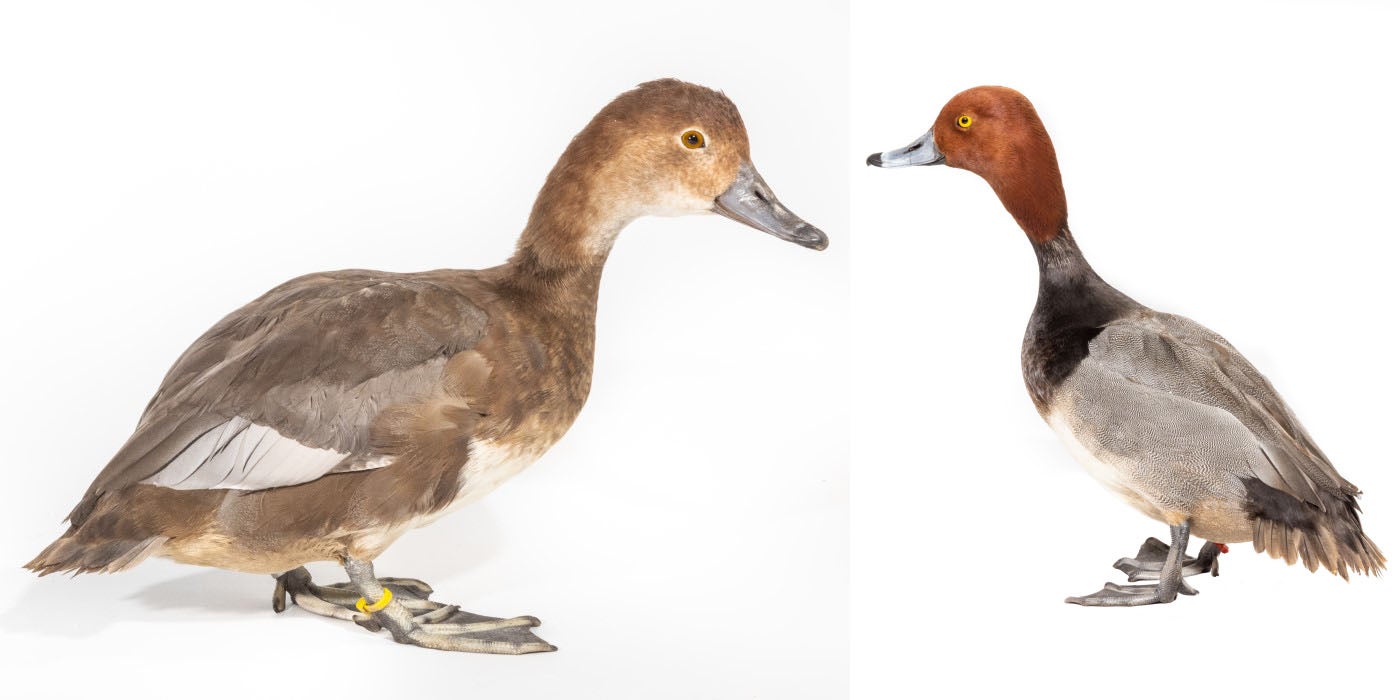 Two images put together. Both images contain a redhead duck. On the left is a female and on the right is a male. Both ducks are on a white backdrop and are facing in toward the center of the image.