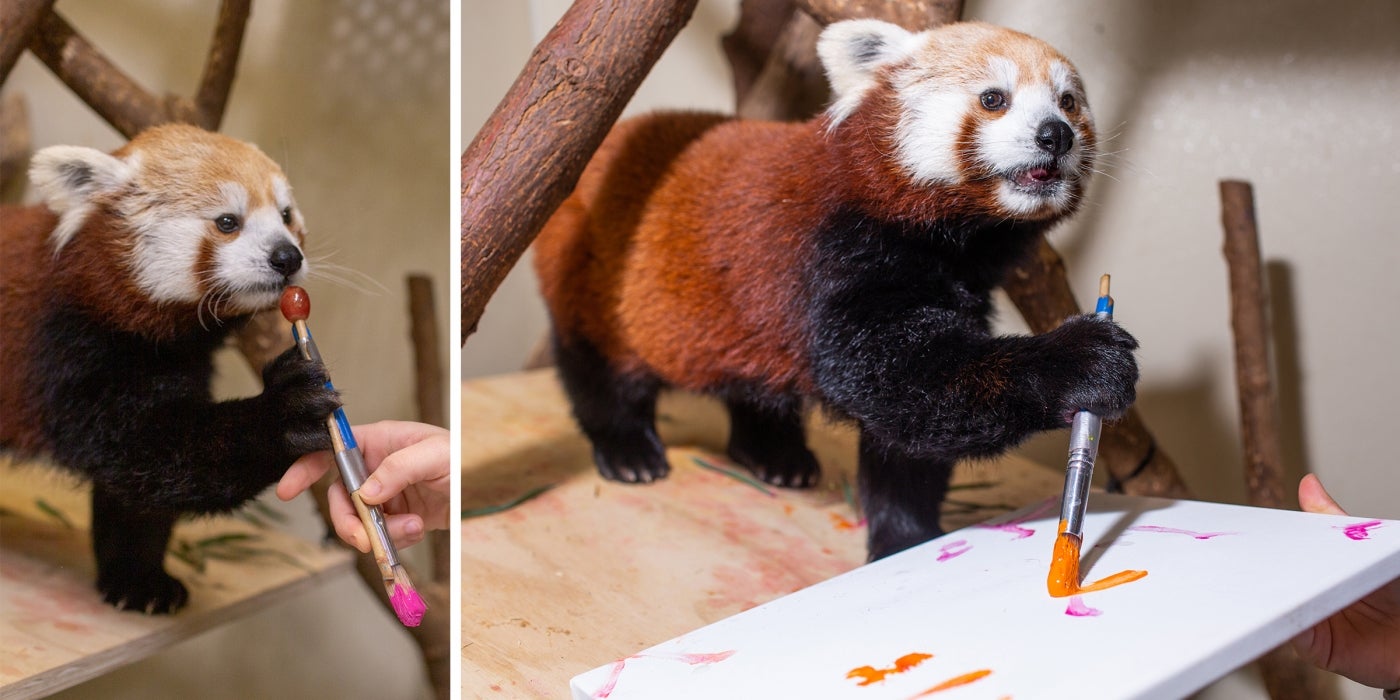 Panda or Pollock? Red panda Asa creates her own work of art!