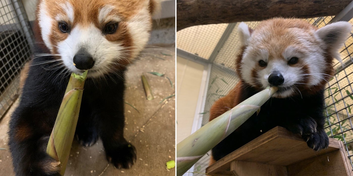 Red pandas Jackie (left) and Asa (right) snack on bamboo shoots in their indoor habitat. 