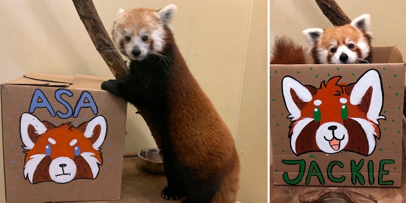 Asia Trail’s talented volunteers painted some lovely enrichment boxes for Asa (left) and Jackie (right) to open in honor of Red Panda Day. 