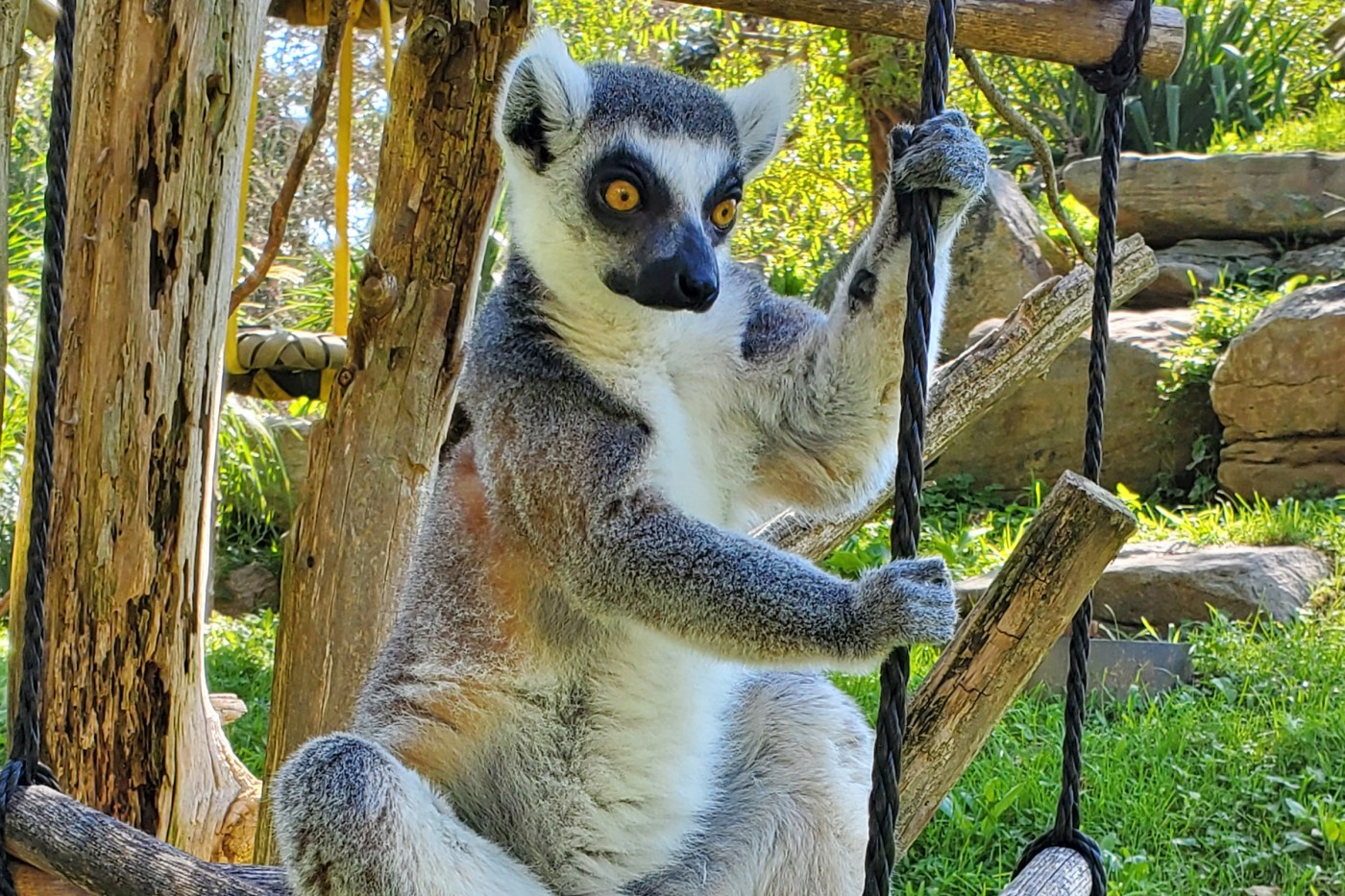 Ring-tailed lemur Tom Petty holds on to a ladder made of wood and rope.