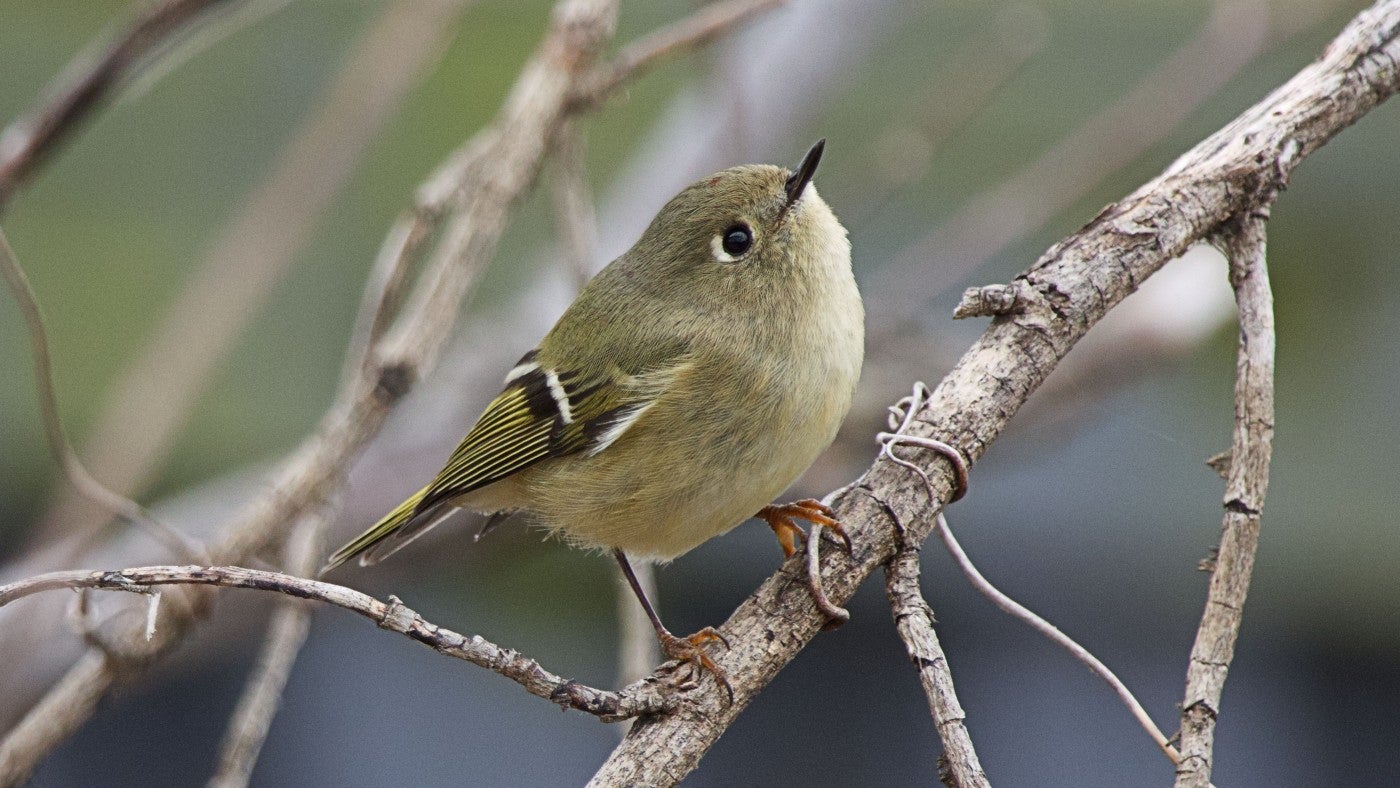 a Ruby-crowned Kinglet perches on a branch