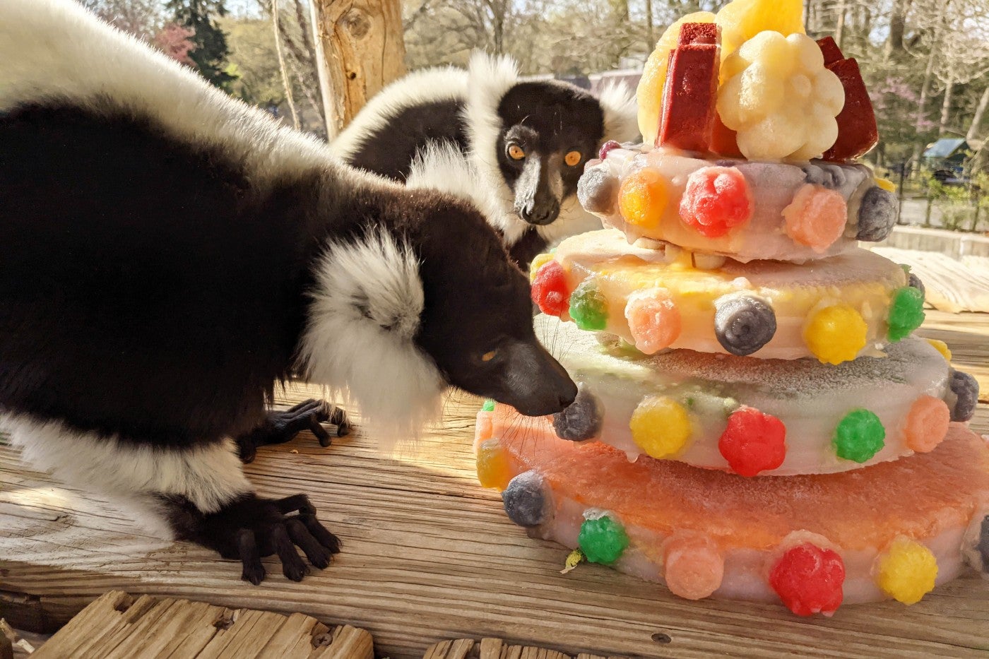 Black-and-white ruffed lemurs eat a four-tiered fruitsicle cake for their birthdays.