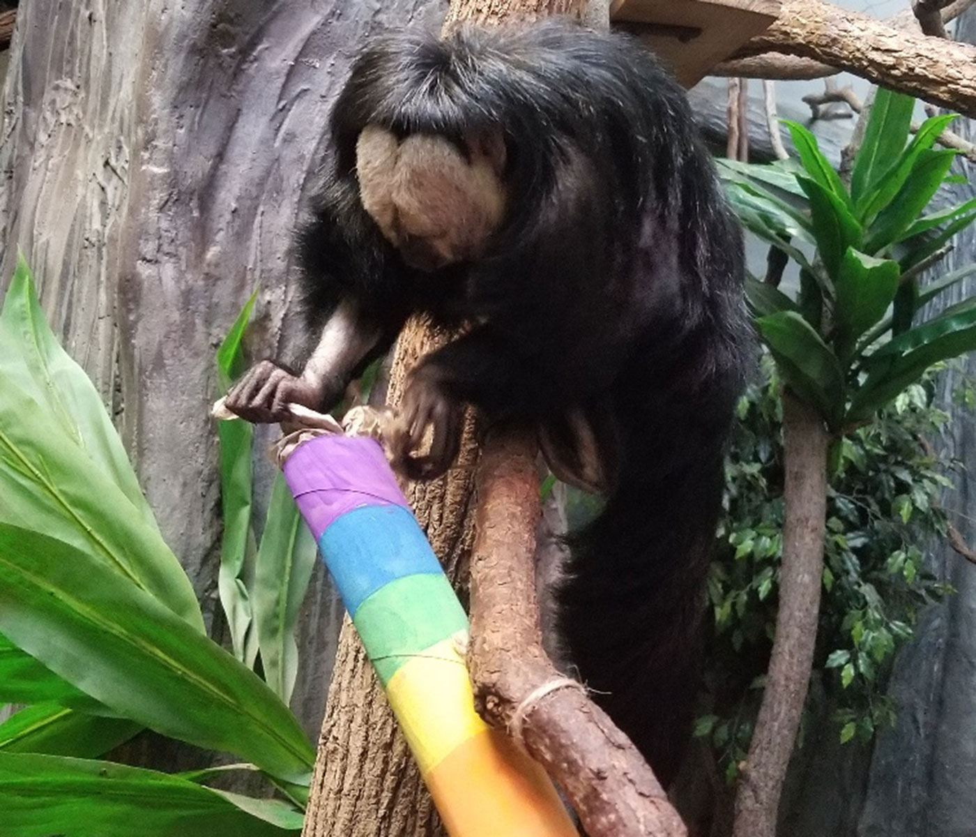 A saki monkey searches for treats inside a cardboard tube painted in rainbow colors