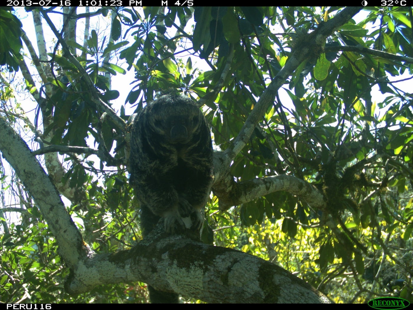 A camera trap photo of a saki monkey sitting on a branch high up in the trees of Peru's tropical forest.