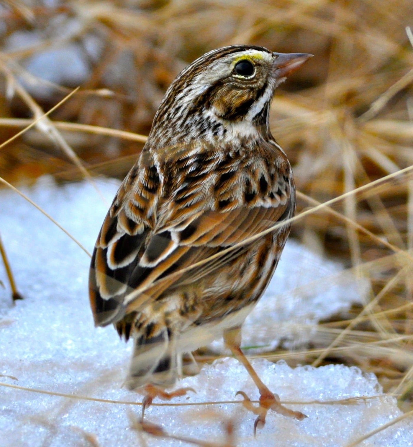 A savannah sparrow stands on a melting patch of snow in a warm-season grass field in Virginia