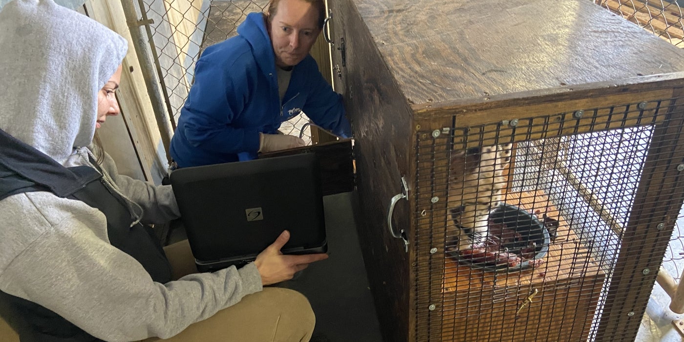 Cheetah Echo eats while animal care staff perform an ultrasound. 