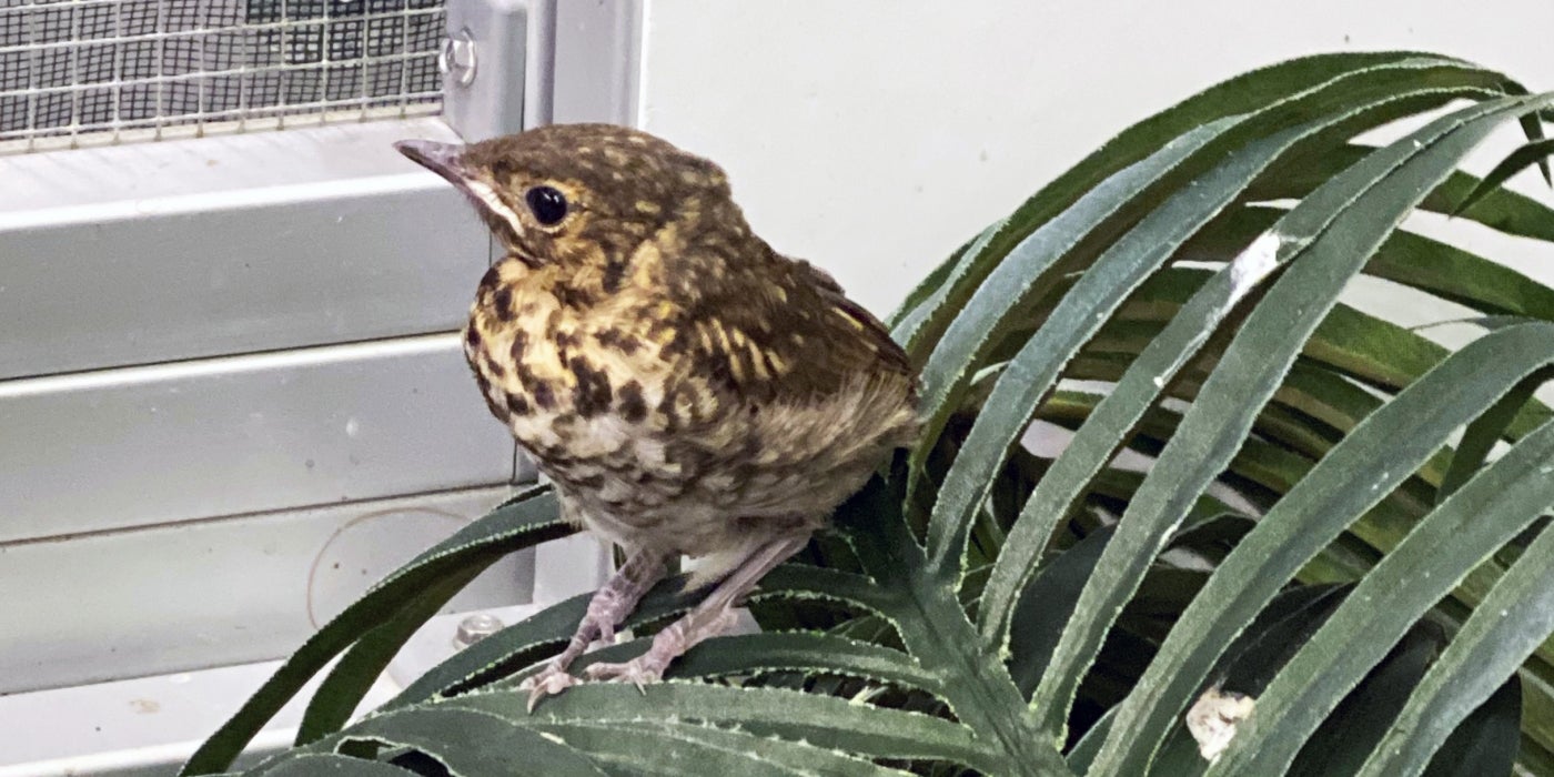 Swainson's thrush chick hatched at the Bird House 2020