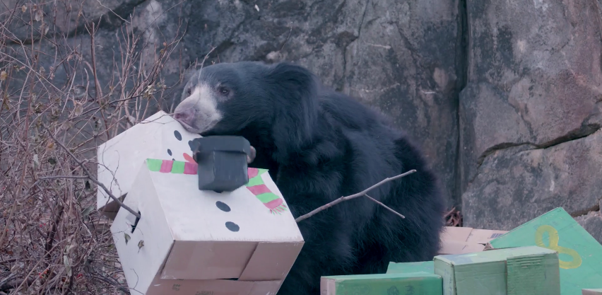 Sloth bear Remi knocks over some holiday enrichment boxes. 