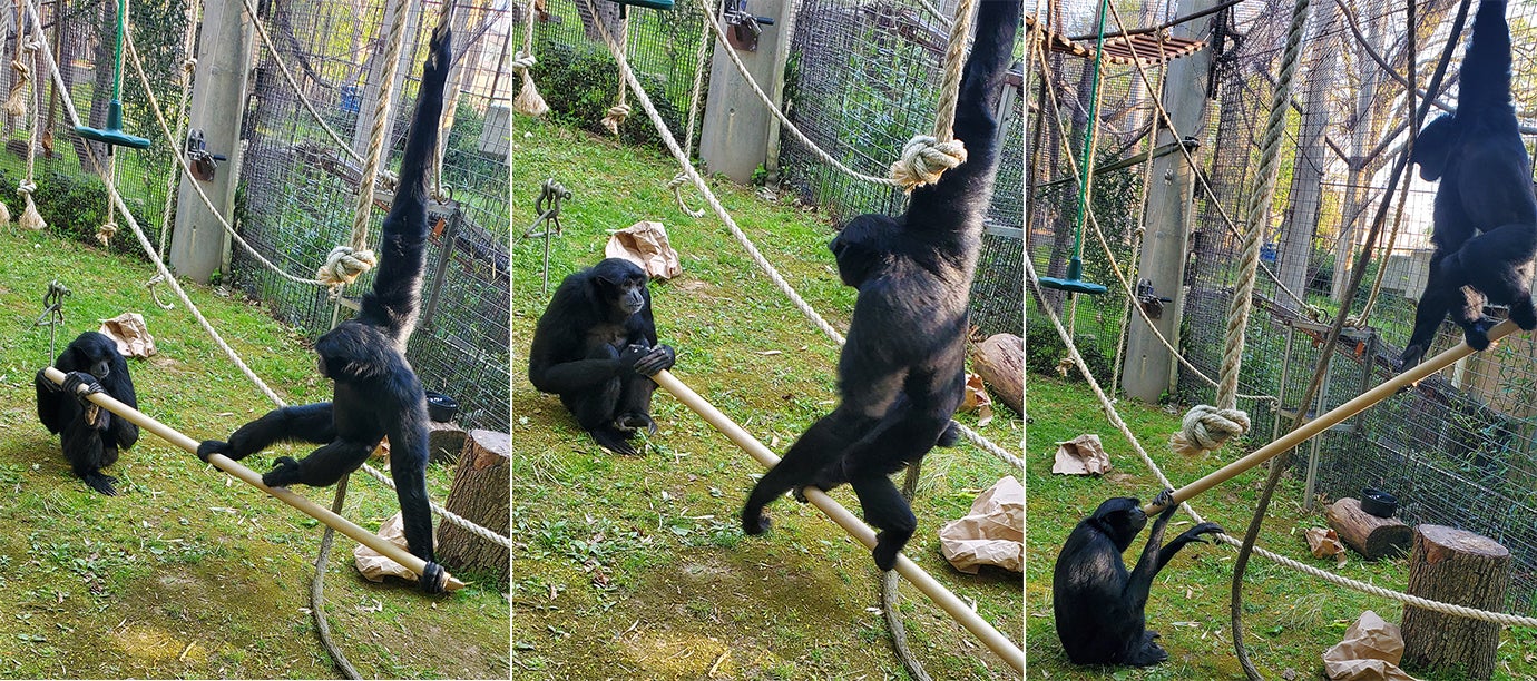 Adi and Gunther play with a long cardboard tube in their outdoor habitat. 