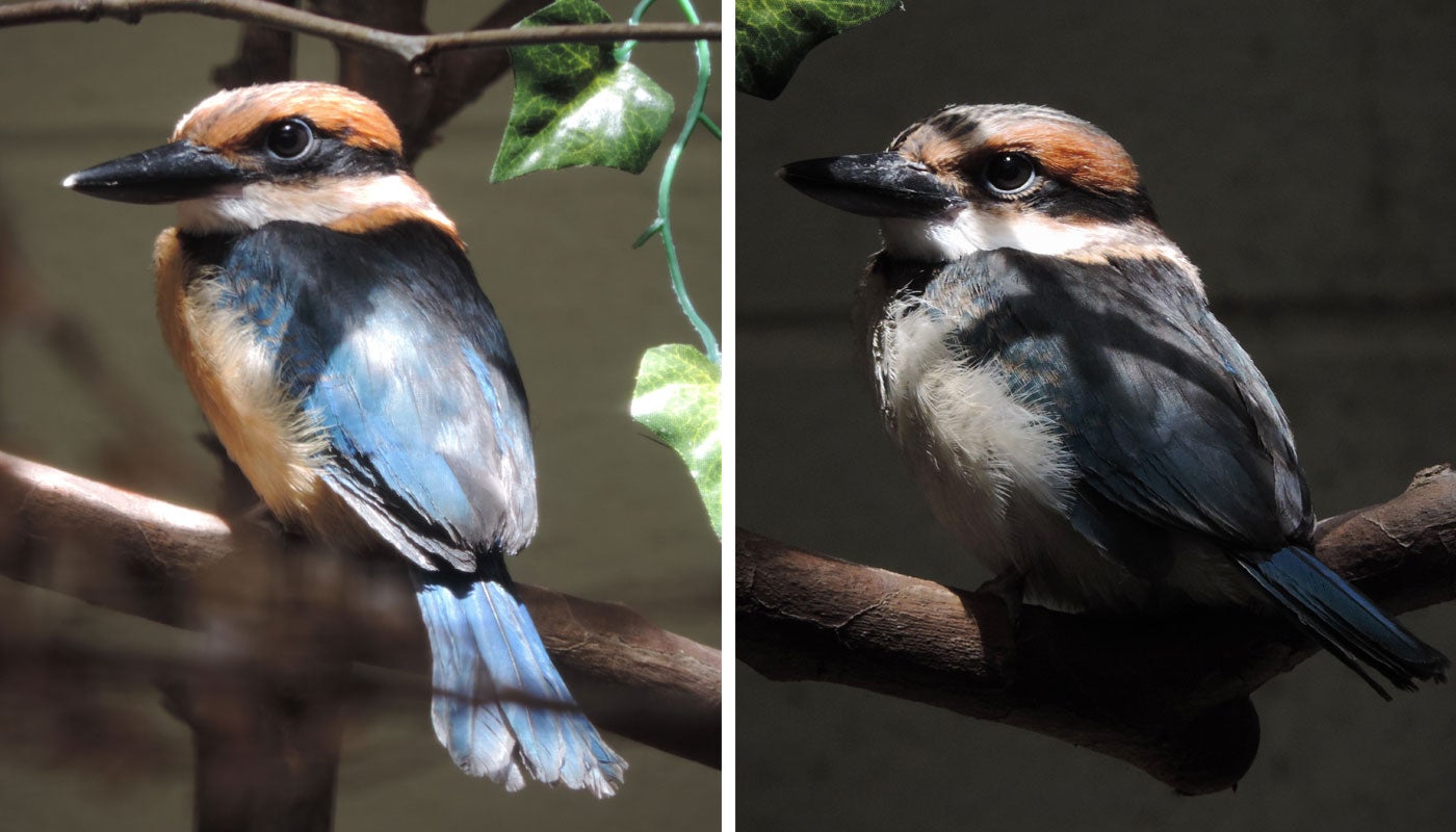A juvenile male Guam kingfisher (left) and a juvenile female (right). Both birds are perched on separate branches. The birds are small with wide, flattened beaks and blue and orange feathers.