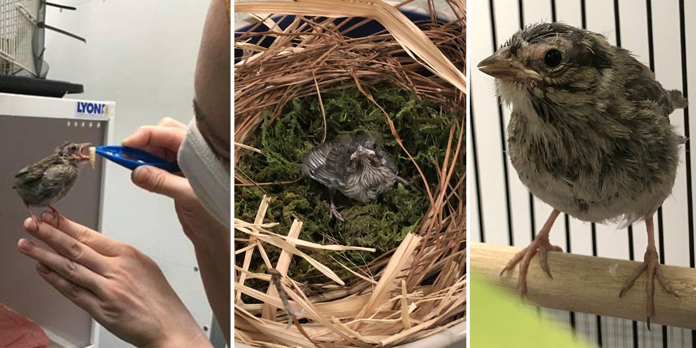 Song Sparrow chicks hatched at the Bird House in 2020