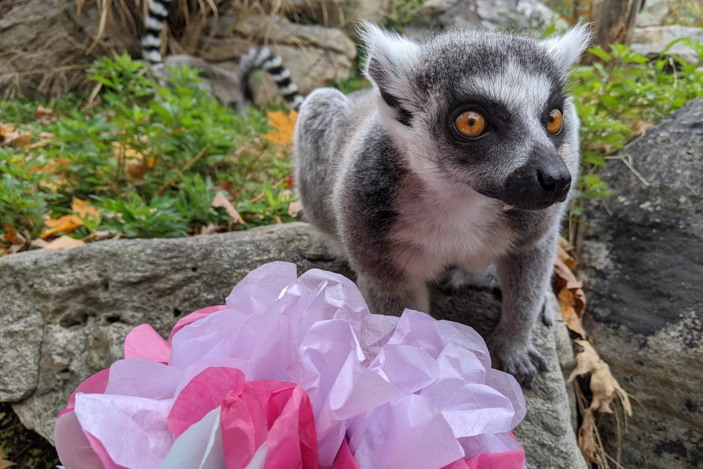 Ring-tailed lemur Southside Johnny sits next to a large flower made of pink tissue paper.