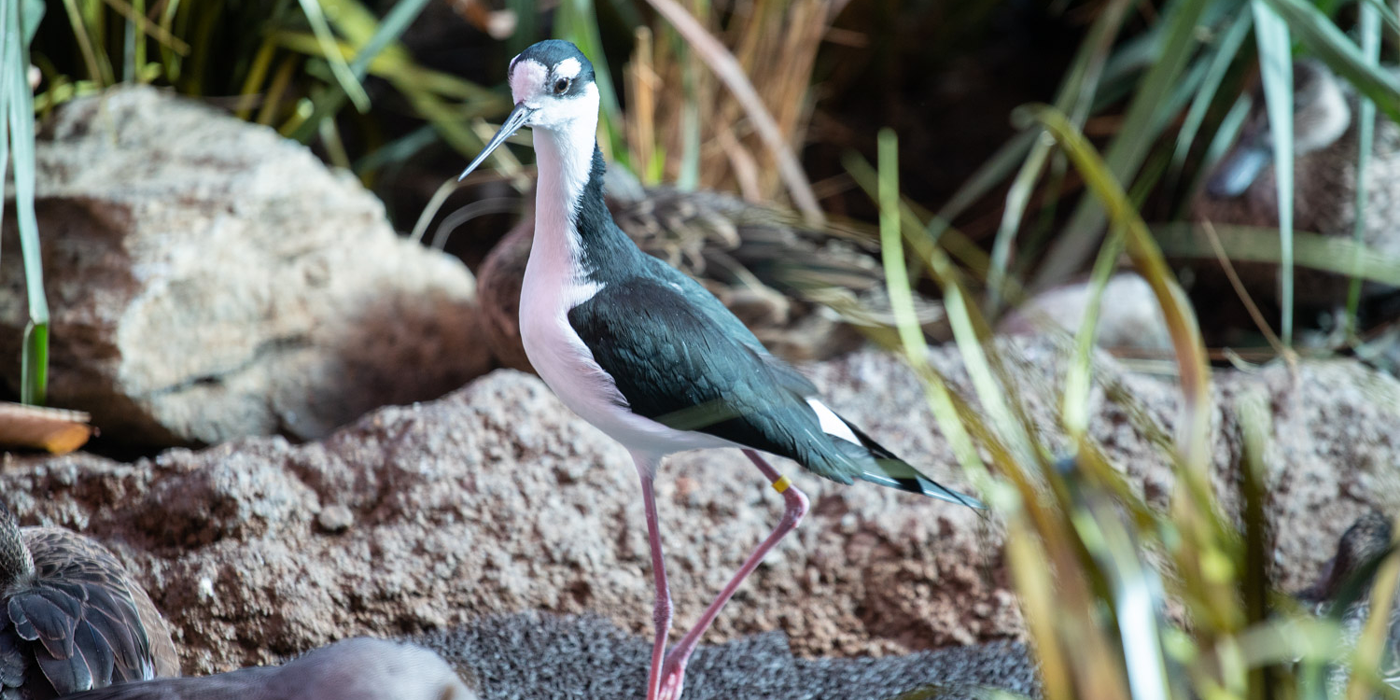 A black-necked stilt walks through greenery and a muddy landscape at the Prairie Pothole aviary.
