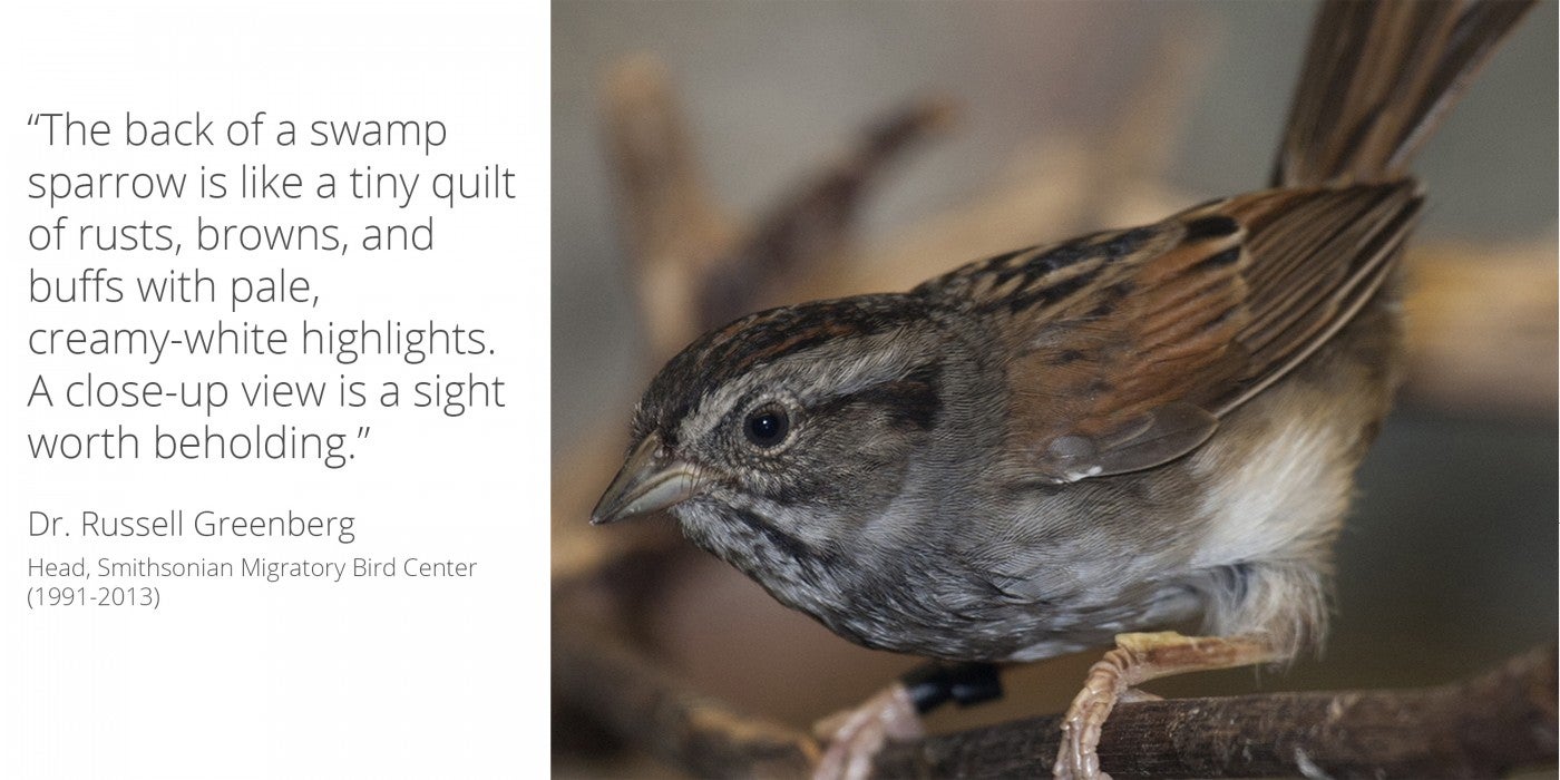 A swamp sparrow on a branch with a quote: “The back of a Swamp Sparrow is like a tiny quilt of rusts, browns, and buffs with pale creamy-white highlights. A close up view…is a sight worth beholding.” 