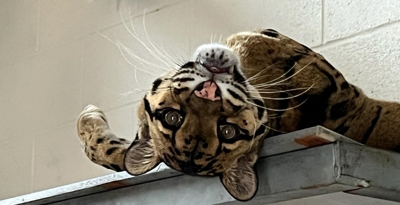 Male clouded leopard Ta Moon lays upside down on a shelf in his indoor habitat. The shelf is metal, but there appears to be something between Ta Moon and the metal surface. 