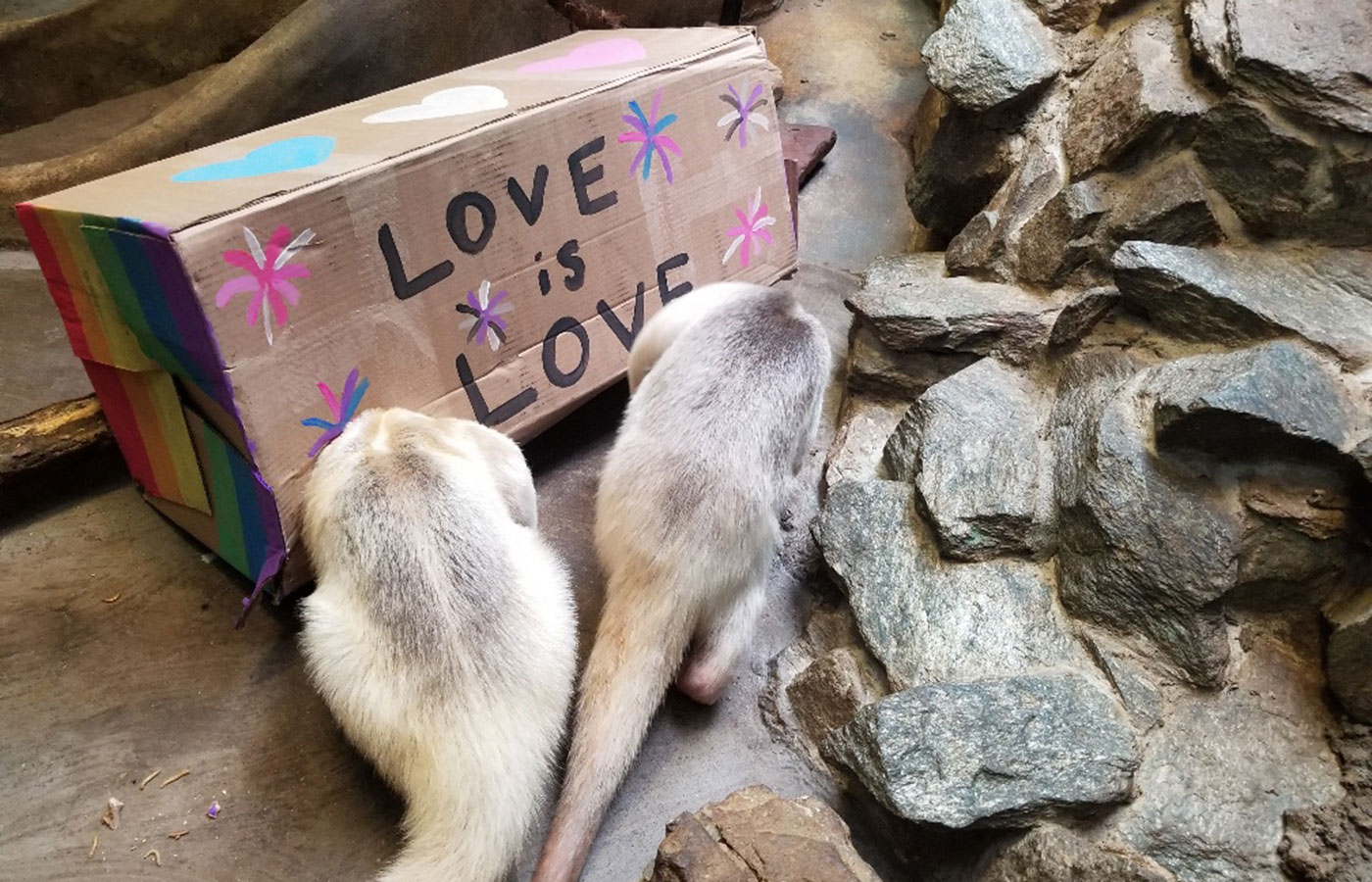 Two tamanduas investigate a box painted with the words "love is love" for International Family Equality Day at the Zoo