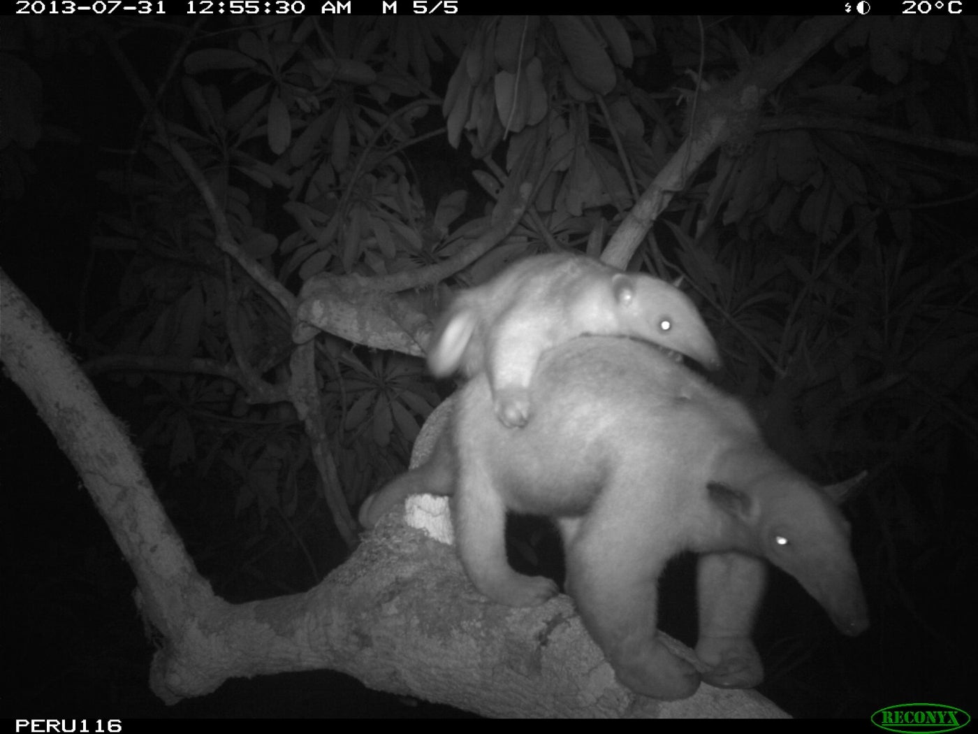 A nighttime camera trap photo of a tamanda (an animal that resembles an anteater, with a pointed snout, long tail and robust body) carries its baby on its back as it walks across a branch high in the treetops of the Peruvian rainforest.
