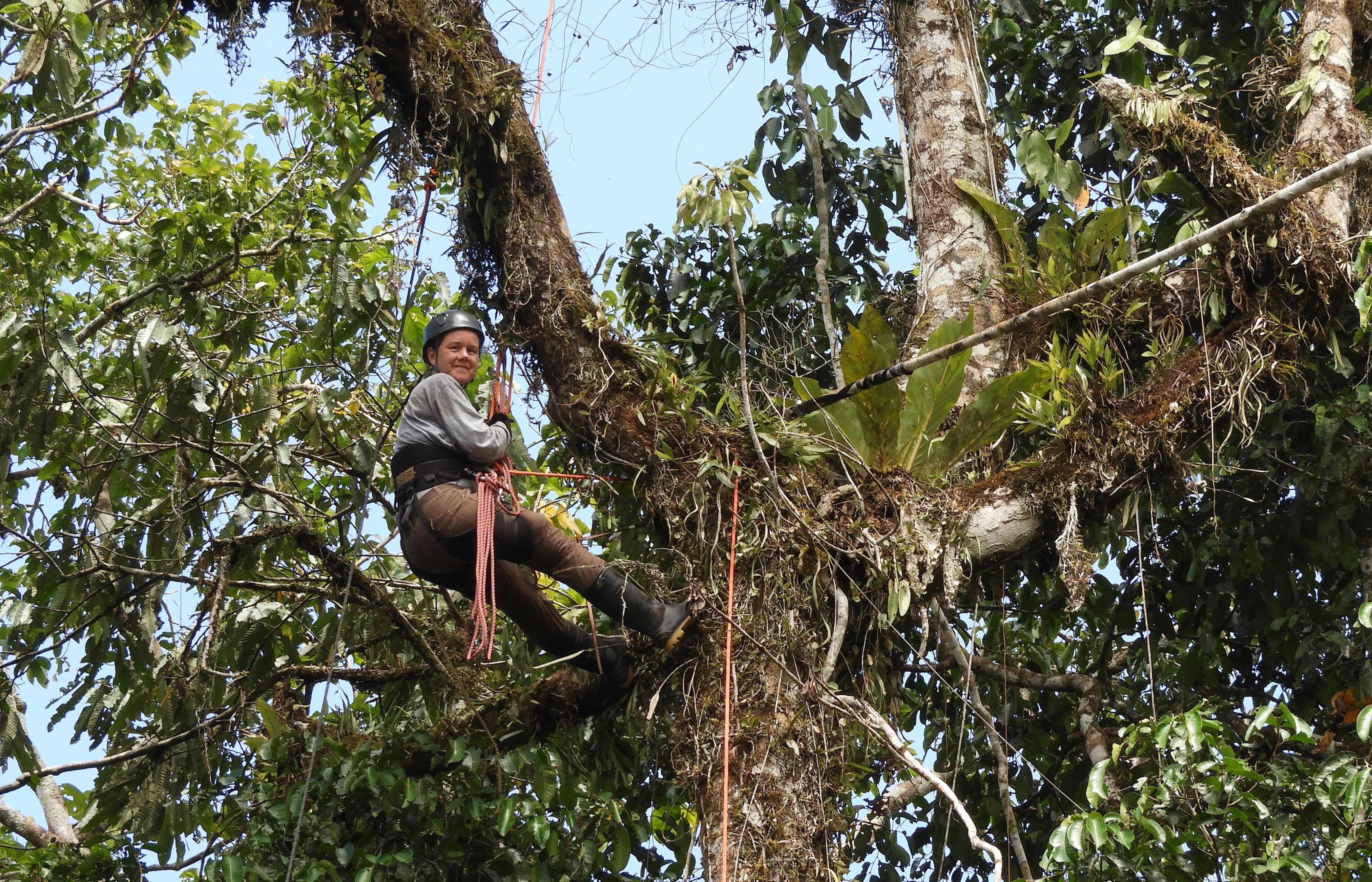 Conservation biologist Tremaine Gregory climbs a large tree in Peru's tropical rainforest using a rope and other climbing gear. The tree is covered with green leaves and epiphytes.