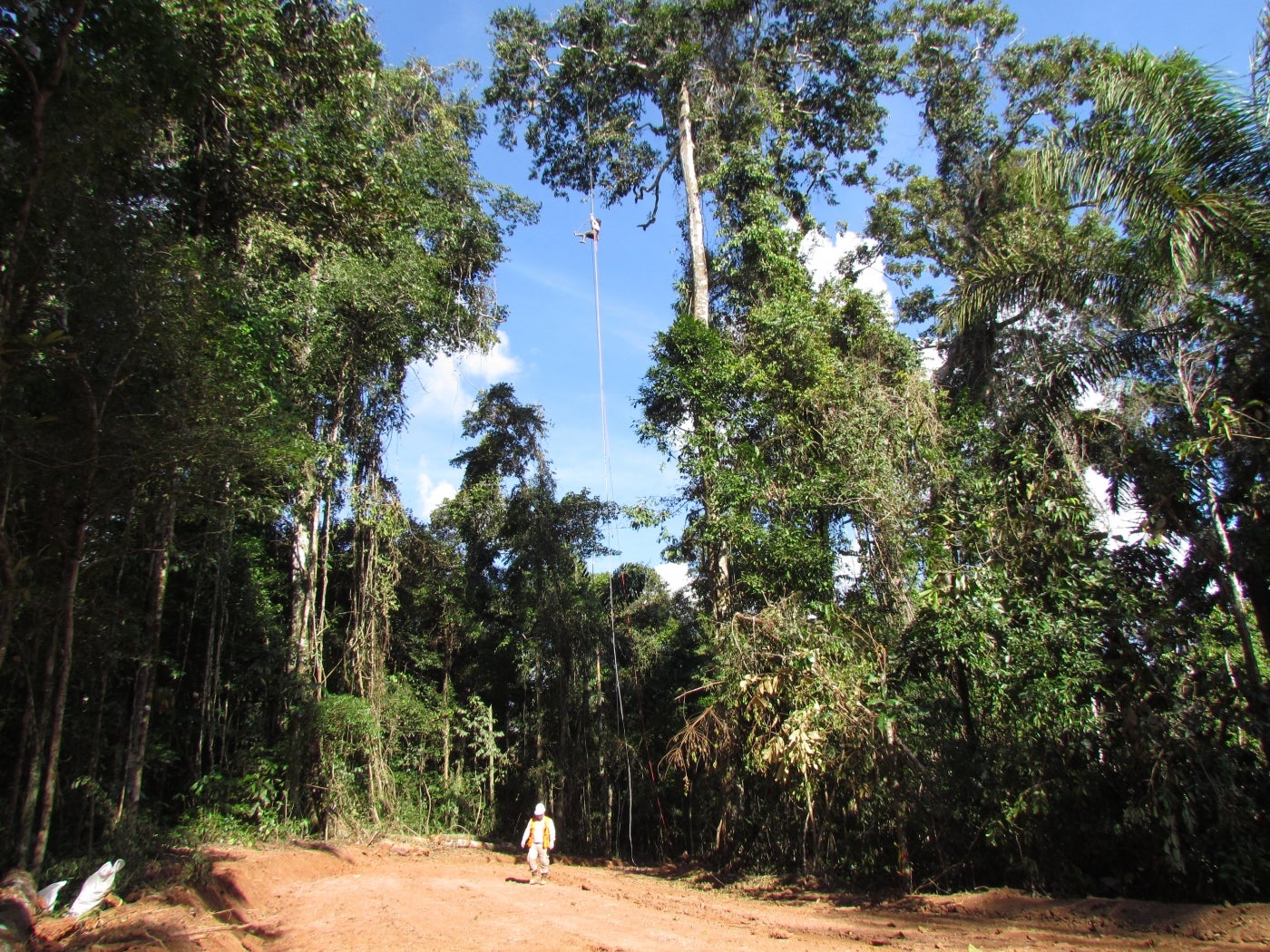 In a clearing for a pipeline in Peru's tropical forest, a researcher can be seen climbing high up into the tree canopy. A person wearing a work vest and hard hat crosses the clearing on the ground.