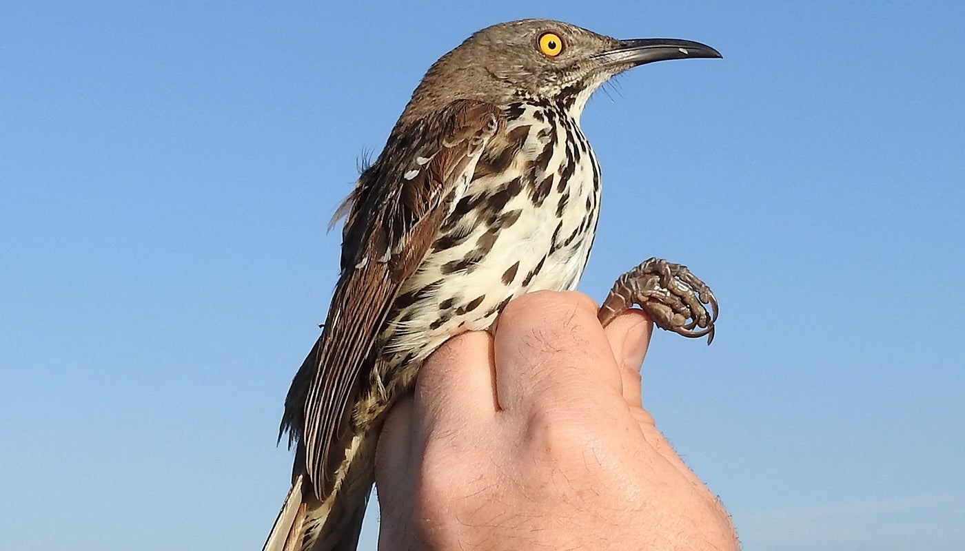 A Smithsonian Migratory Bird Center researcher holds a medium-sized bird with brown and white feathers, called a long-billed thrasher.