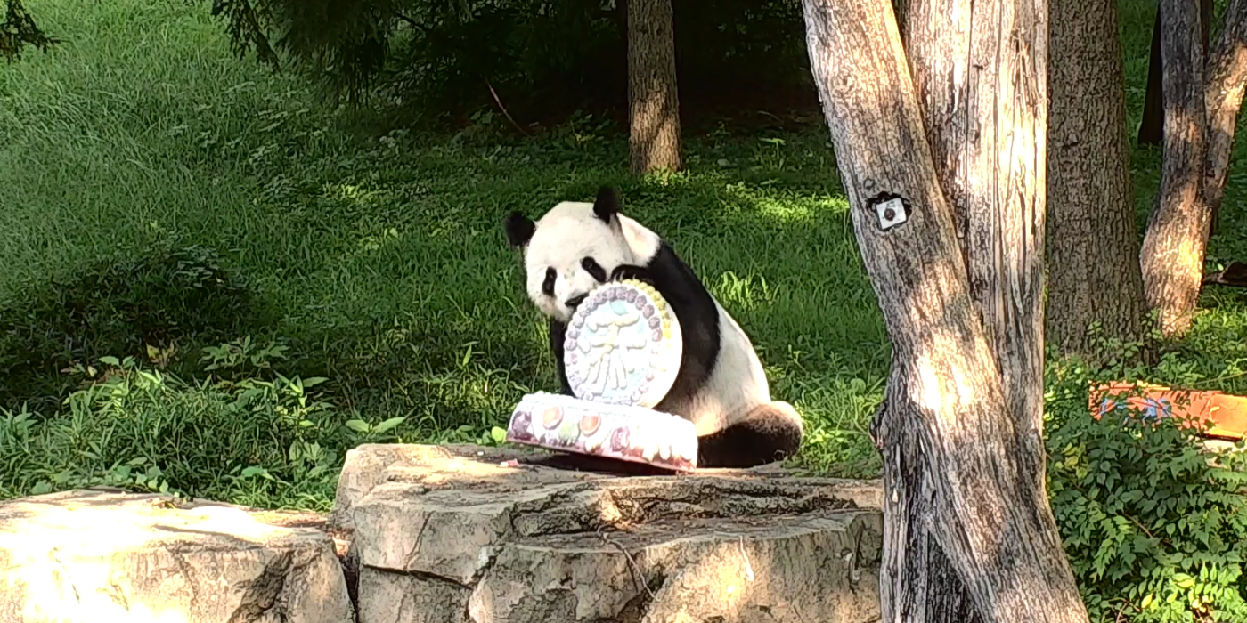 Tian Tian celebrated turning 23 today with a delicious fruitsicle cake! 