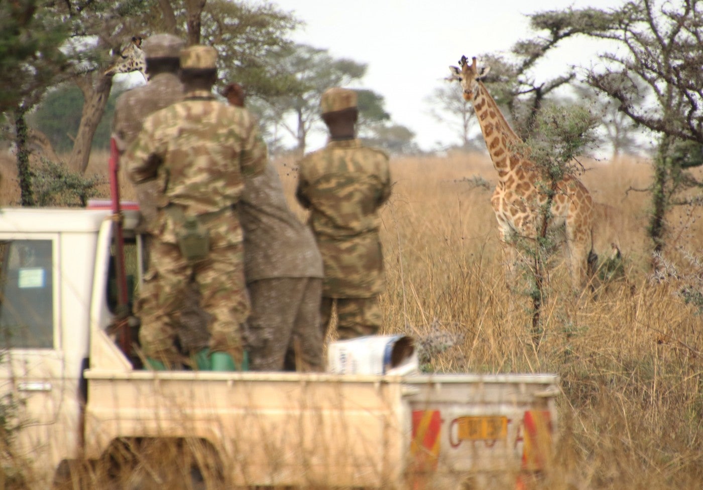 A group of rangers stand in the bed of a small truck and observe a giraffe that stands in the tall grasses in the distance