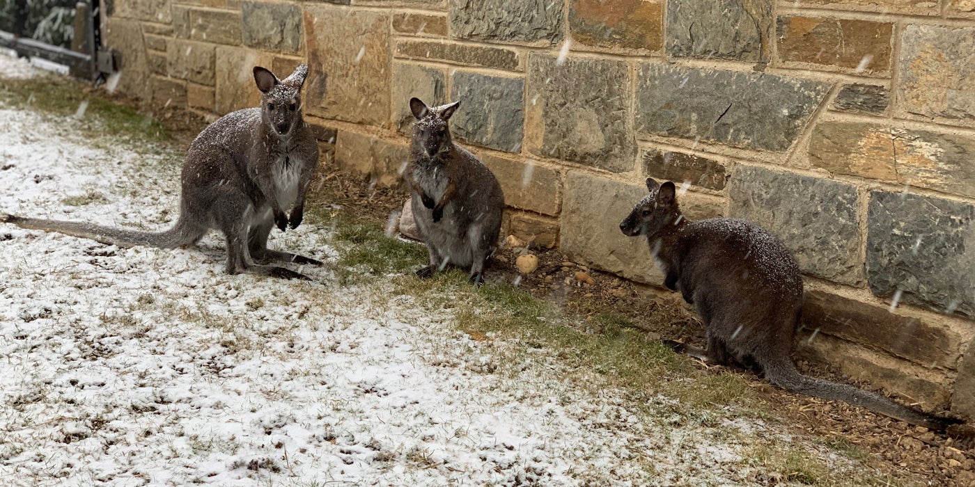 Three Bennett's wallabies sit outside in the snow.