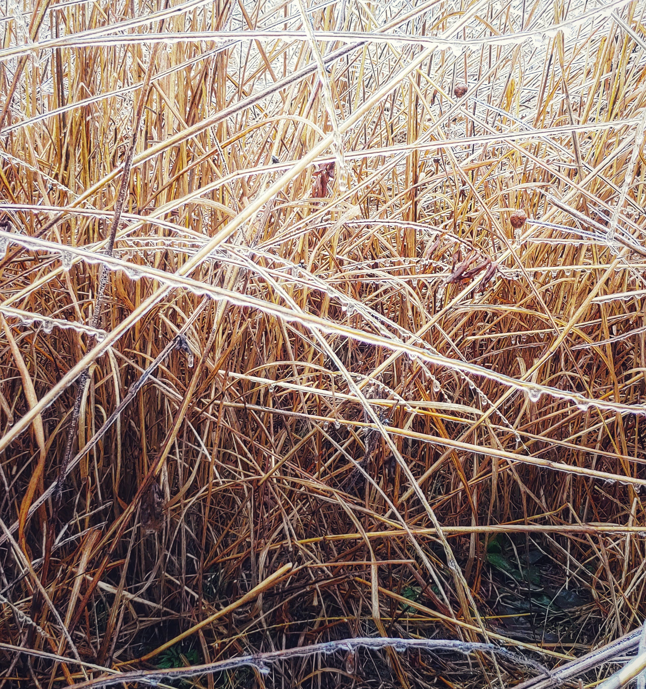 This stand of warm-season grasses maintained its structure even after an ice storm. The bare ground visible underneath the grass canopy allows animals and birds to move easily throughout.