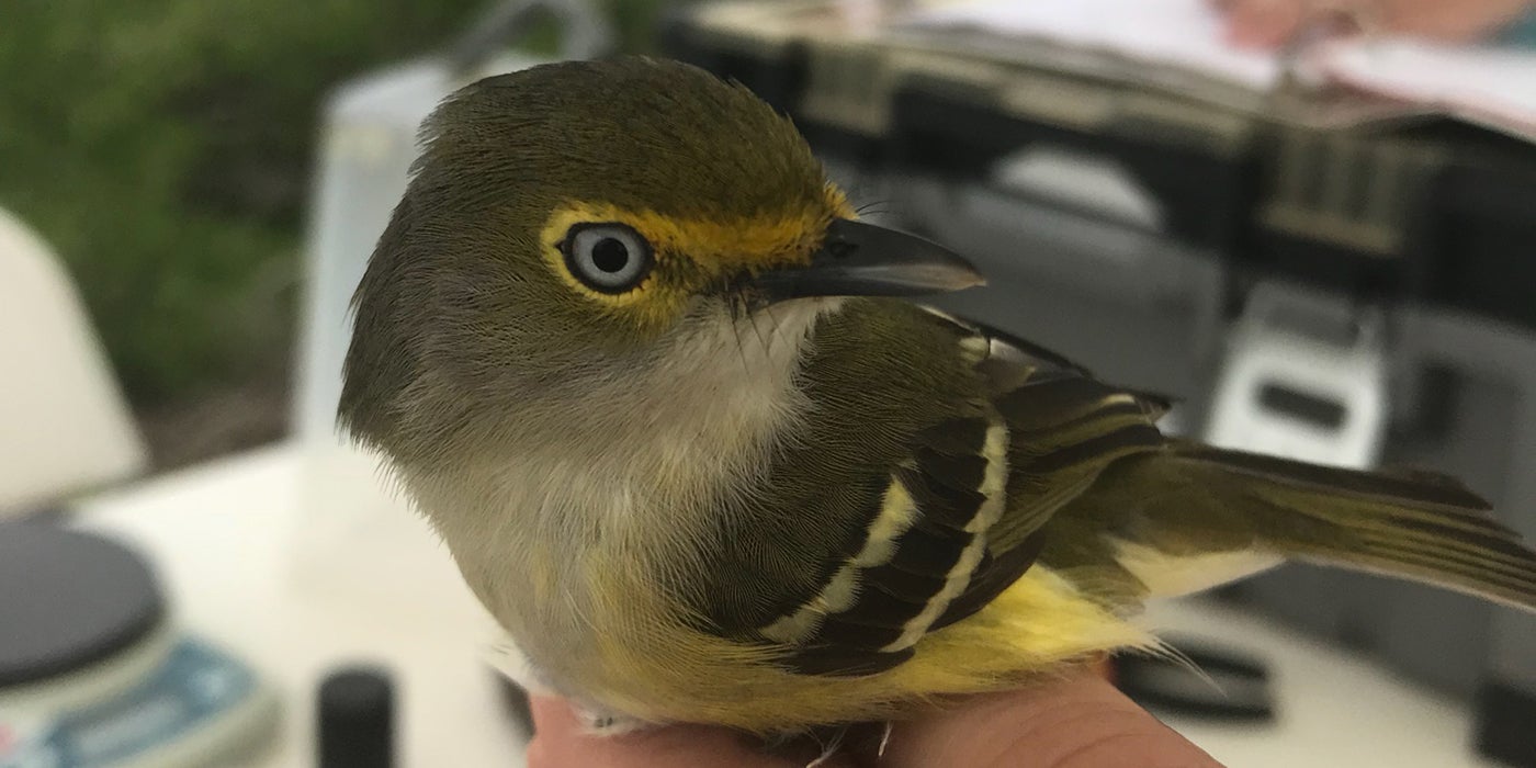 A researcher holds a small yellow, cream and dark gray colored bird, called a white-eyed vireo. In the background, another researcher is recording information about the bird