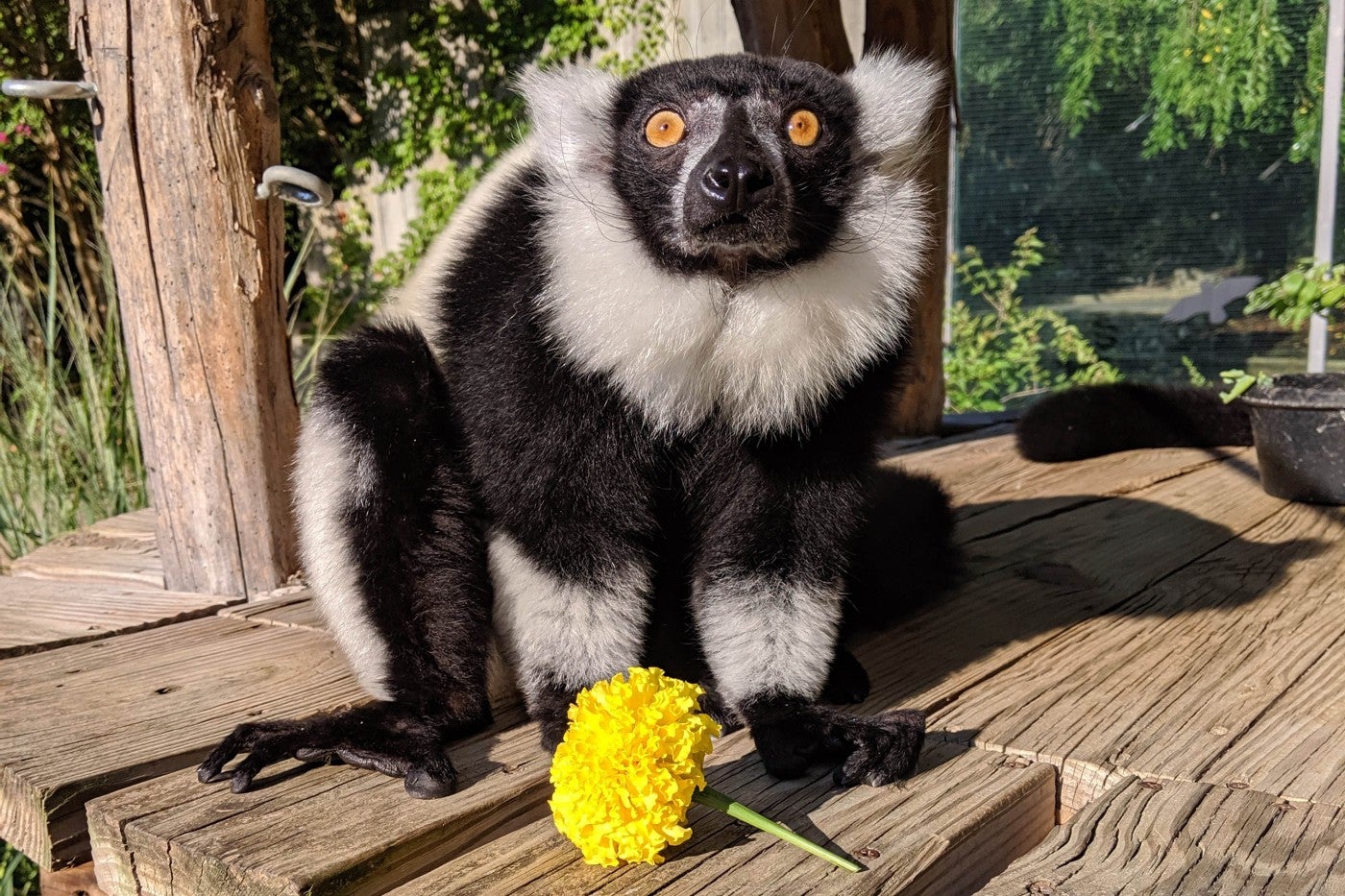 Black-and-white ruffed lemur Wiley sits in the gazebo, holding a yellow flower.