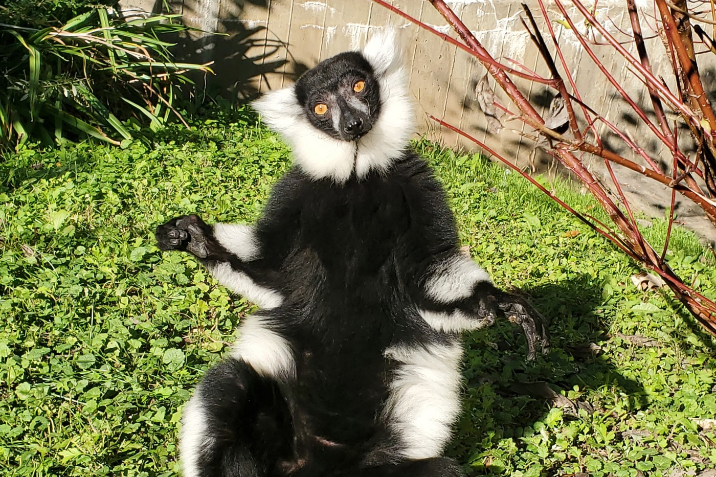 Black-and-white ruffed lemur Wiley suns himself at Lemur Island.