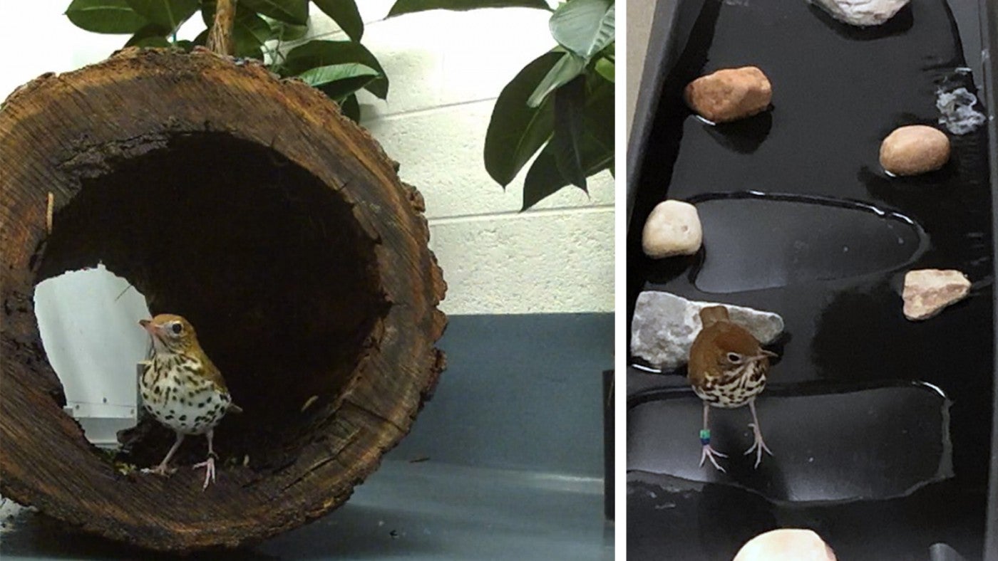 Bird House keepers give our wood thrush both log and stream enrichment. 
