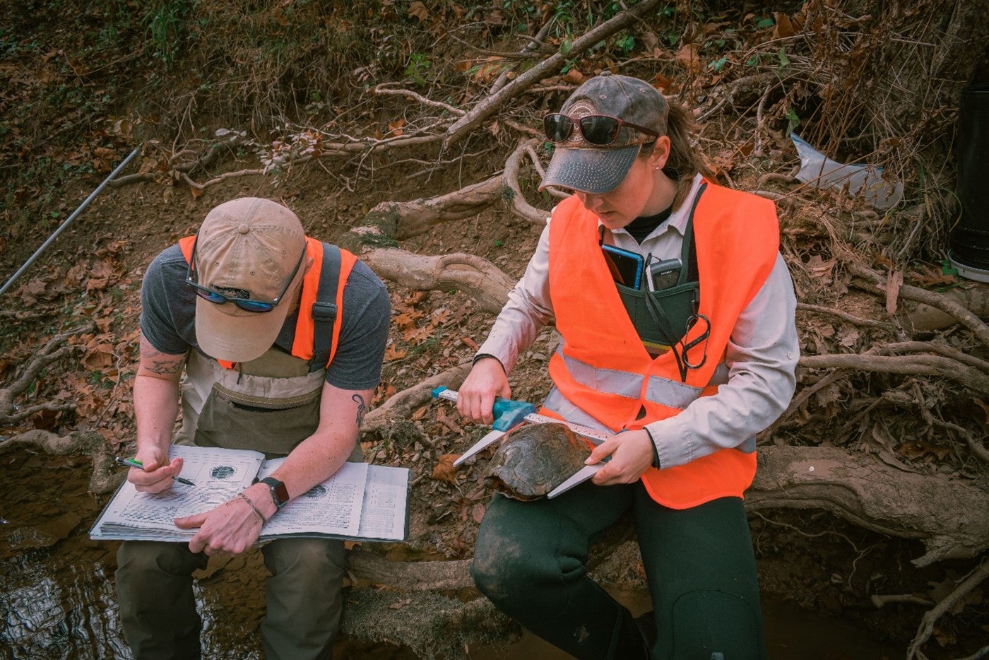 Researchers wearing hats, waders and vests sit on a streambank. One holds a turtle and measures its shell while another records data in a notebook