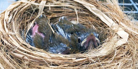 Wood Thrush chicks in a nest. 