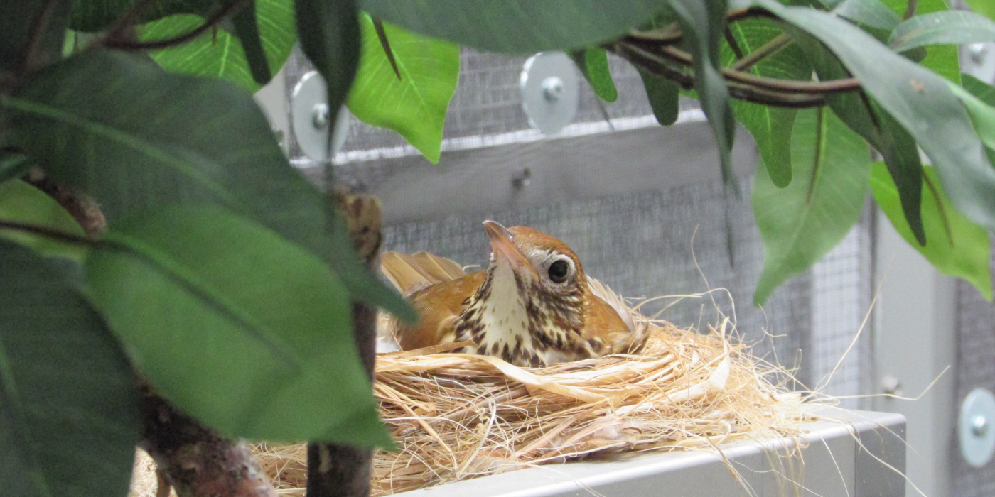 Female wood thrush, Minnie, sits on a nest behind the scenes. Her nest is made of what looks like whispy straw. There is a plant to the left and reaching above her.