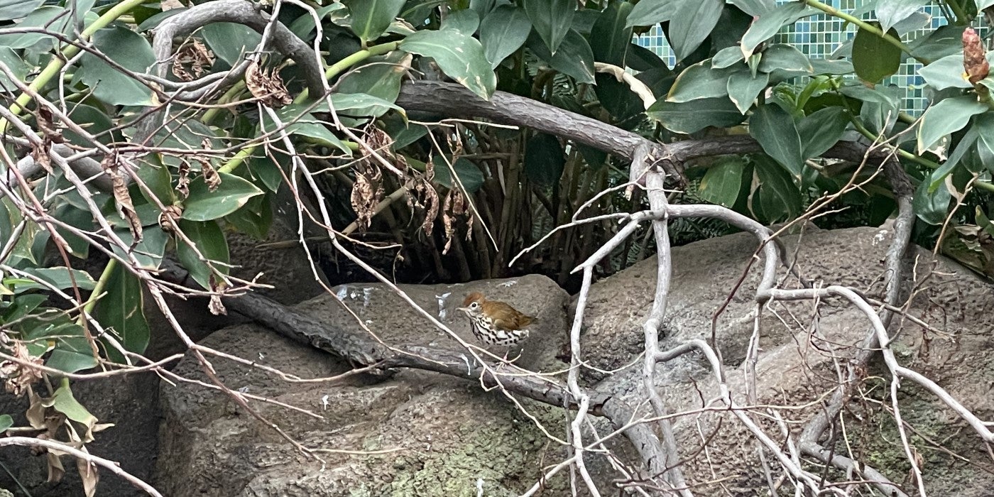 Male wood thrush, Mouse, perches on a low, vine-like branch in the Bird Friendly Coffee Farm (indoor) aviary. There are rocks below the branch and leaves above.