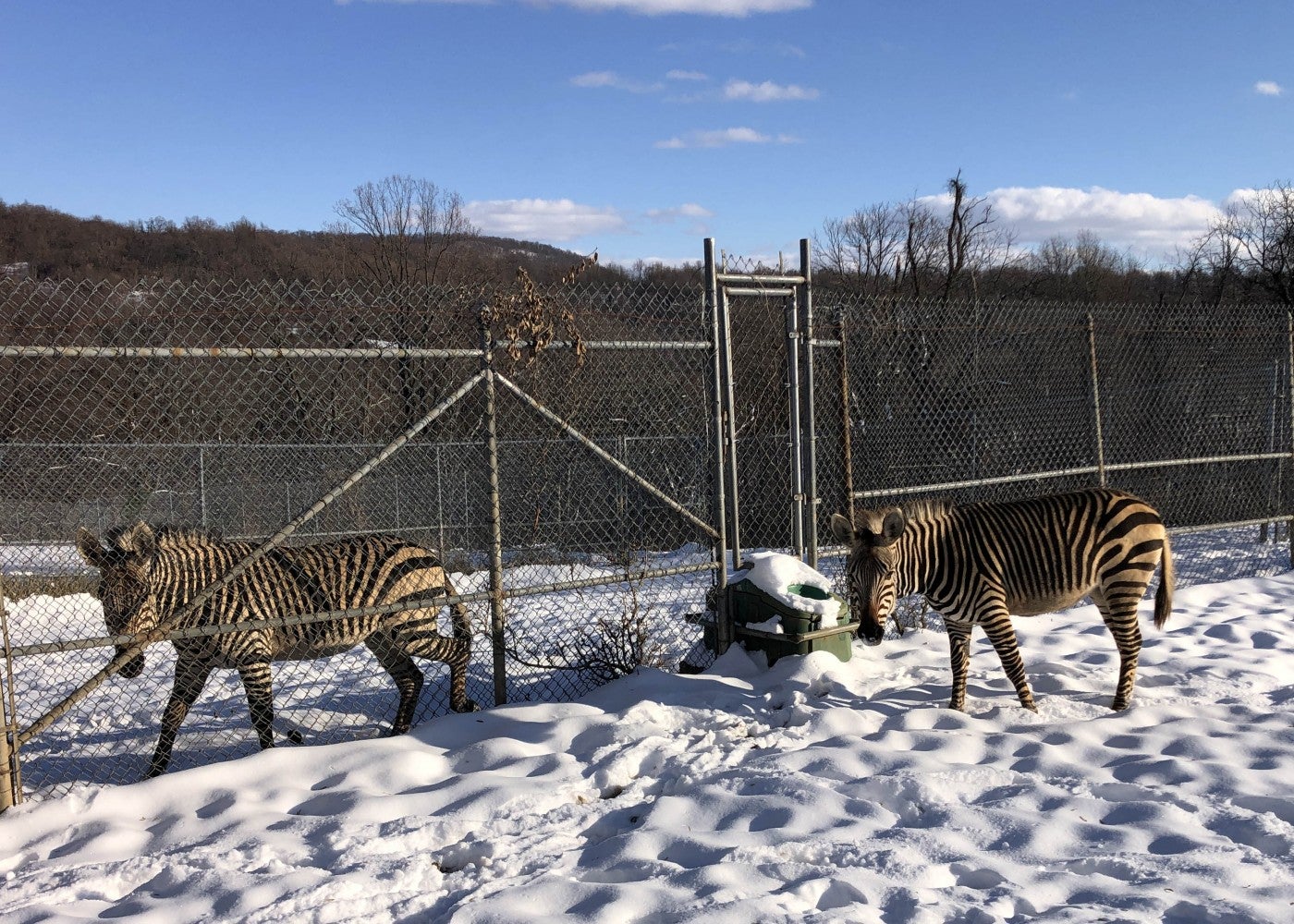 Two zebras in the snow, standing near each other but separated by a fence