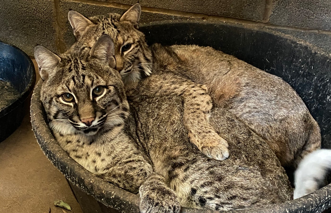 Bobcat Cheese and Yoda lay next to each other in a black circular tub. Yoda has his front leg on Cheese, in a cuddle-like position
