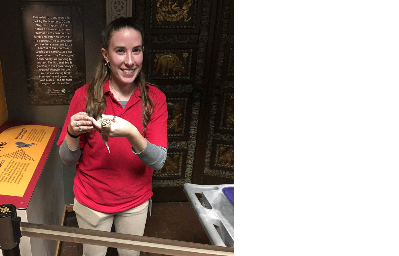 A Zoo volunteer stands in an exhibit area at Reptile Discovery Center and holds a small lizard