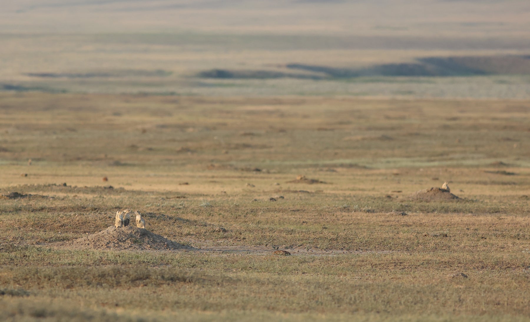 A prairie dog town with short grasses and  prairie dogs standing on mounds outside the entrances to their burrows