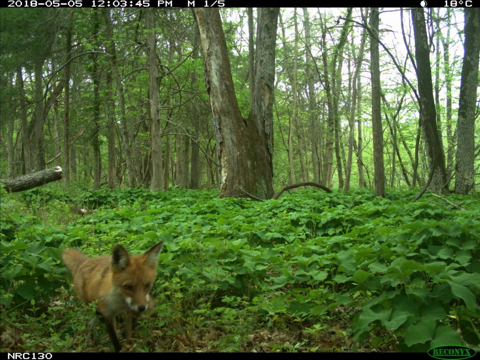 Eyes on Wildlife | Smithsonian's National Zoo and Conservation Biology ...