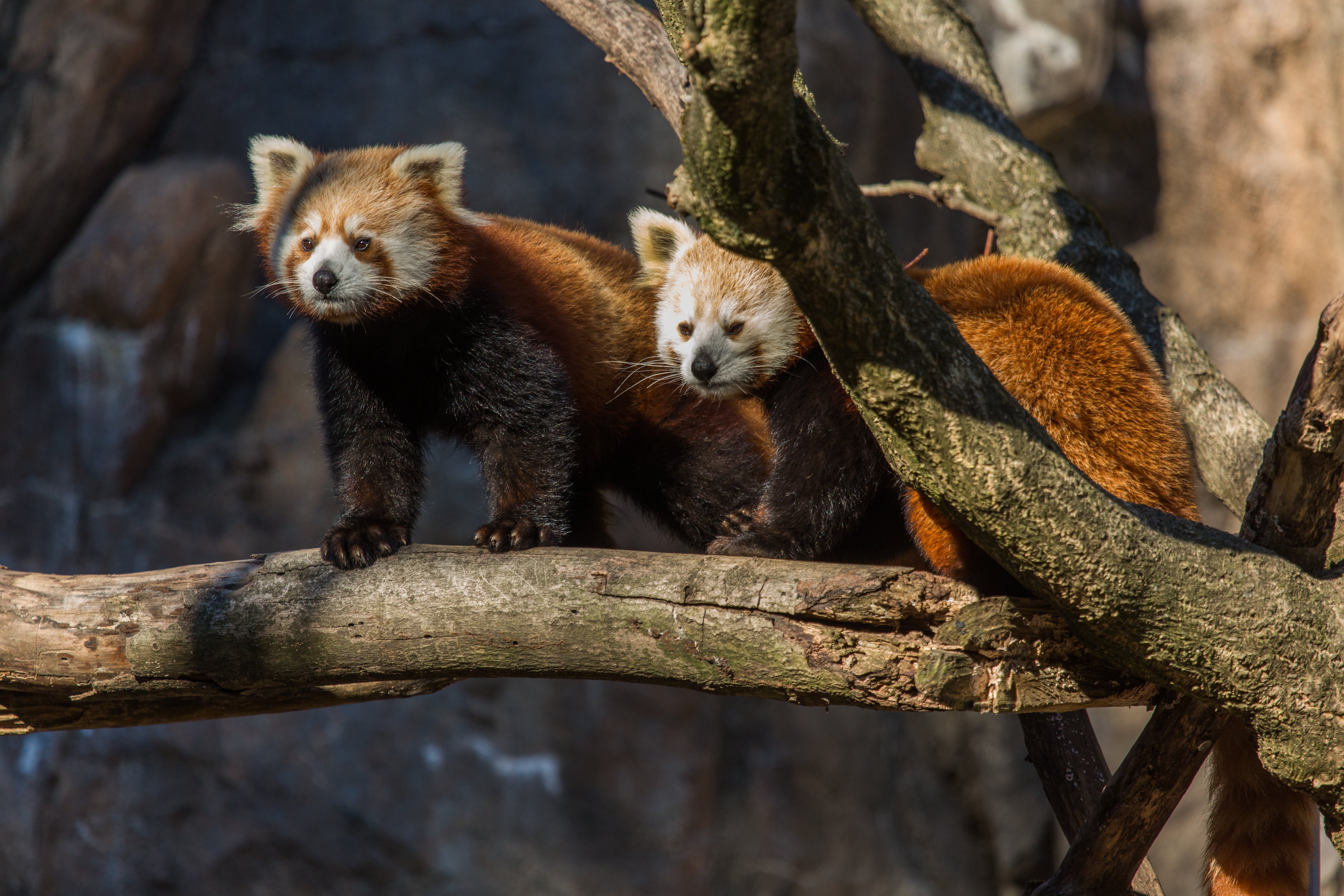 Red pandas Nutmeg and jackie