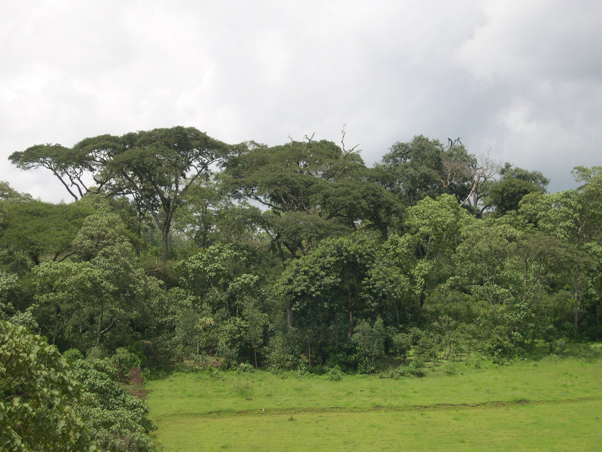 A shade coffee farm in Ethiopia with a section of grass surrounded by trees and shrubs of different heights