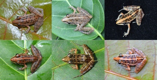 Six Frogs