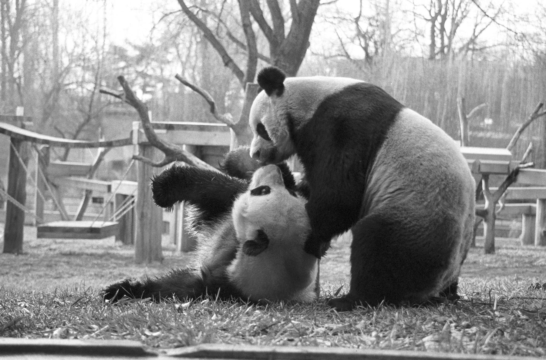 A black-and-white photo of giant pandas Ling Ling and Hsing Hsing from their arrival at the Smithsonian's National Zoo