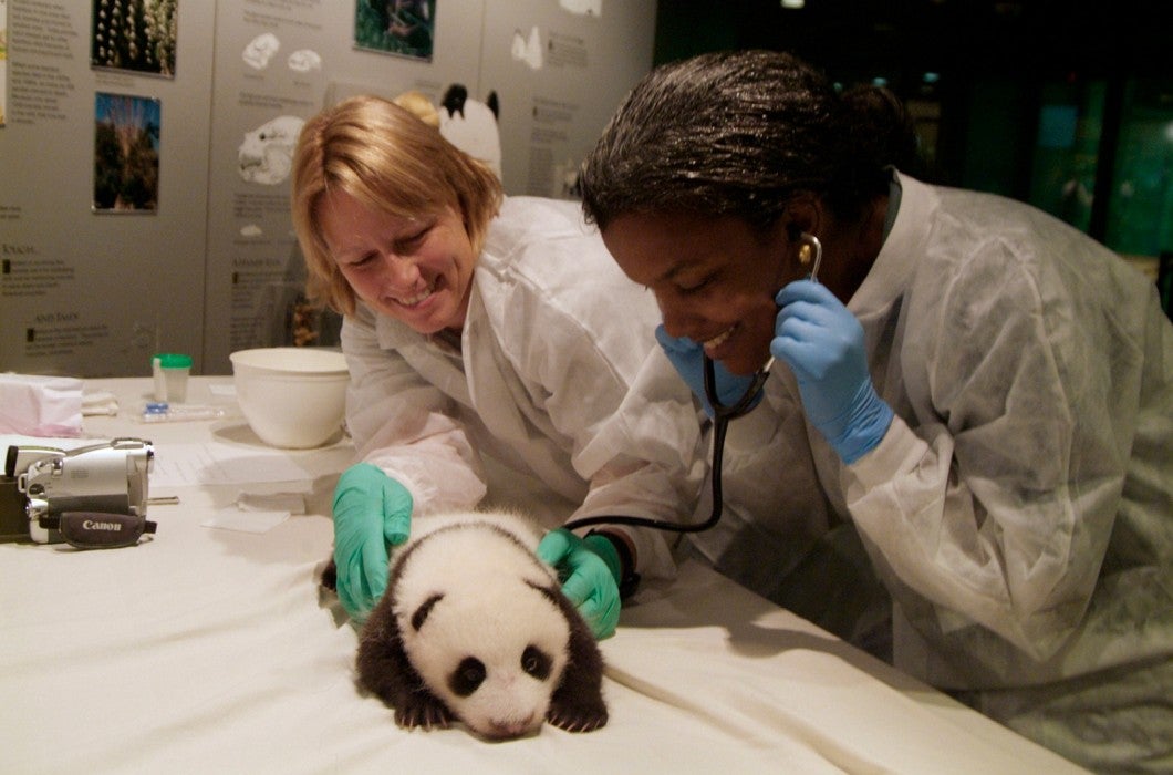 Veterinarians examine a young giant panda cub on a table, one vet holds the cub while the other uses a stethoscope to listen to its vitals