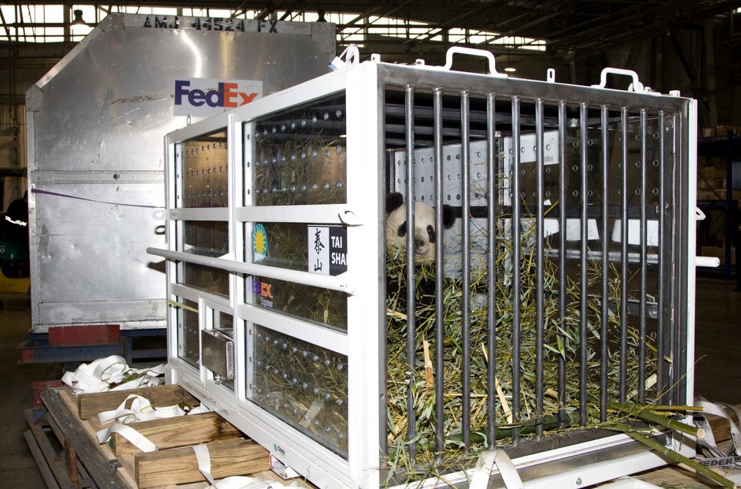 Giant panda Tai Shan in a crate with hay and bamboo getting ready to depart the Zoo for China