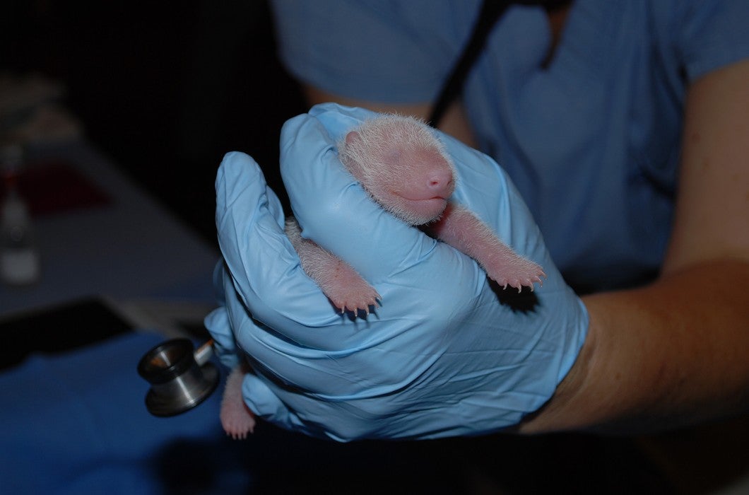A veterinarian with gloved hands holds a newborn giant panda cub